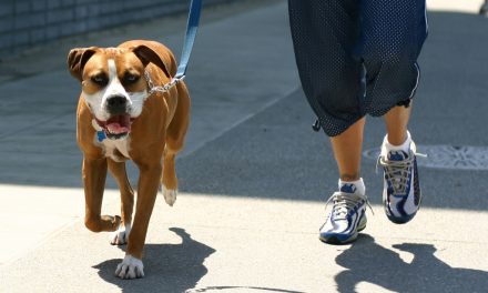 Învață Să Plimbi Câinele Corect – 5 Soluții Eficiente